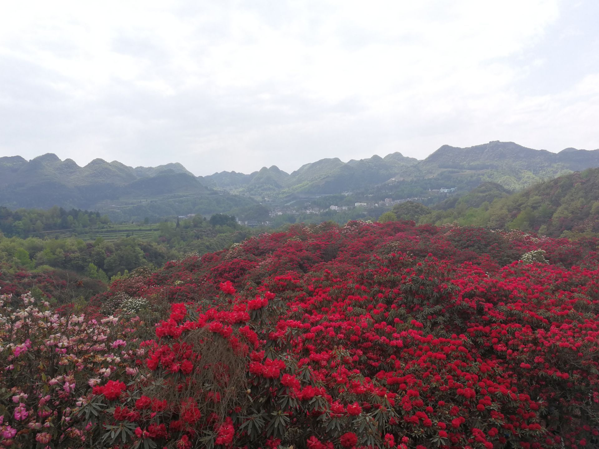 百里杜鵑風景區