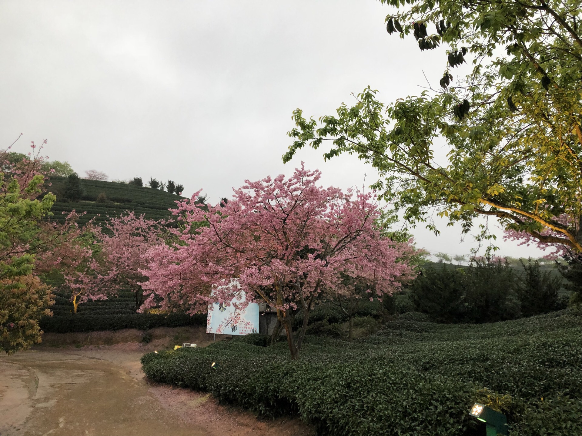 永福樱花园高清风景壁纸-壁纸图片大全