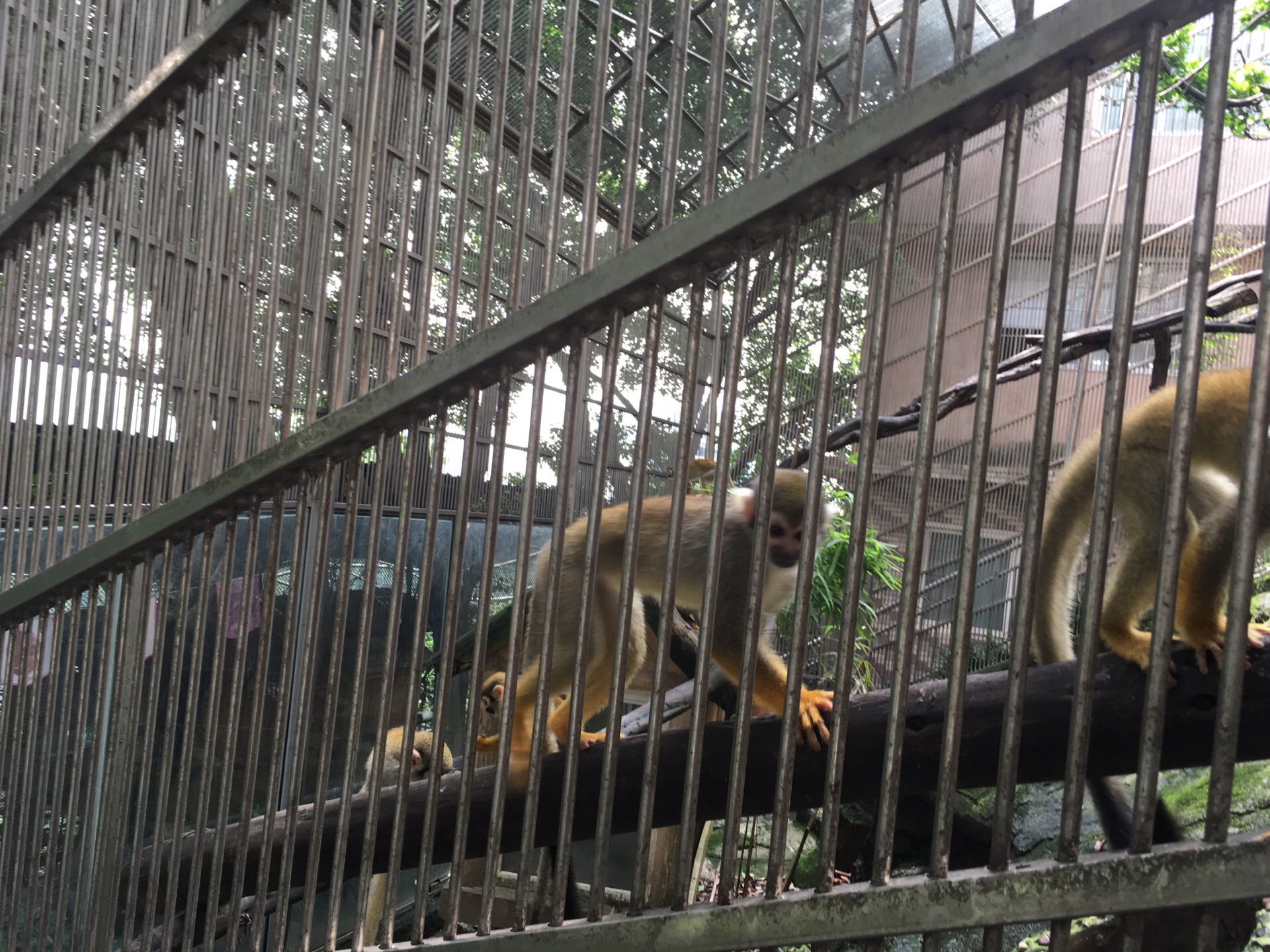 重庆鳄鱼养殖中心