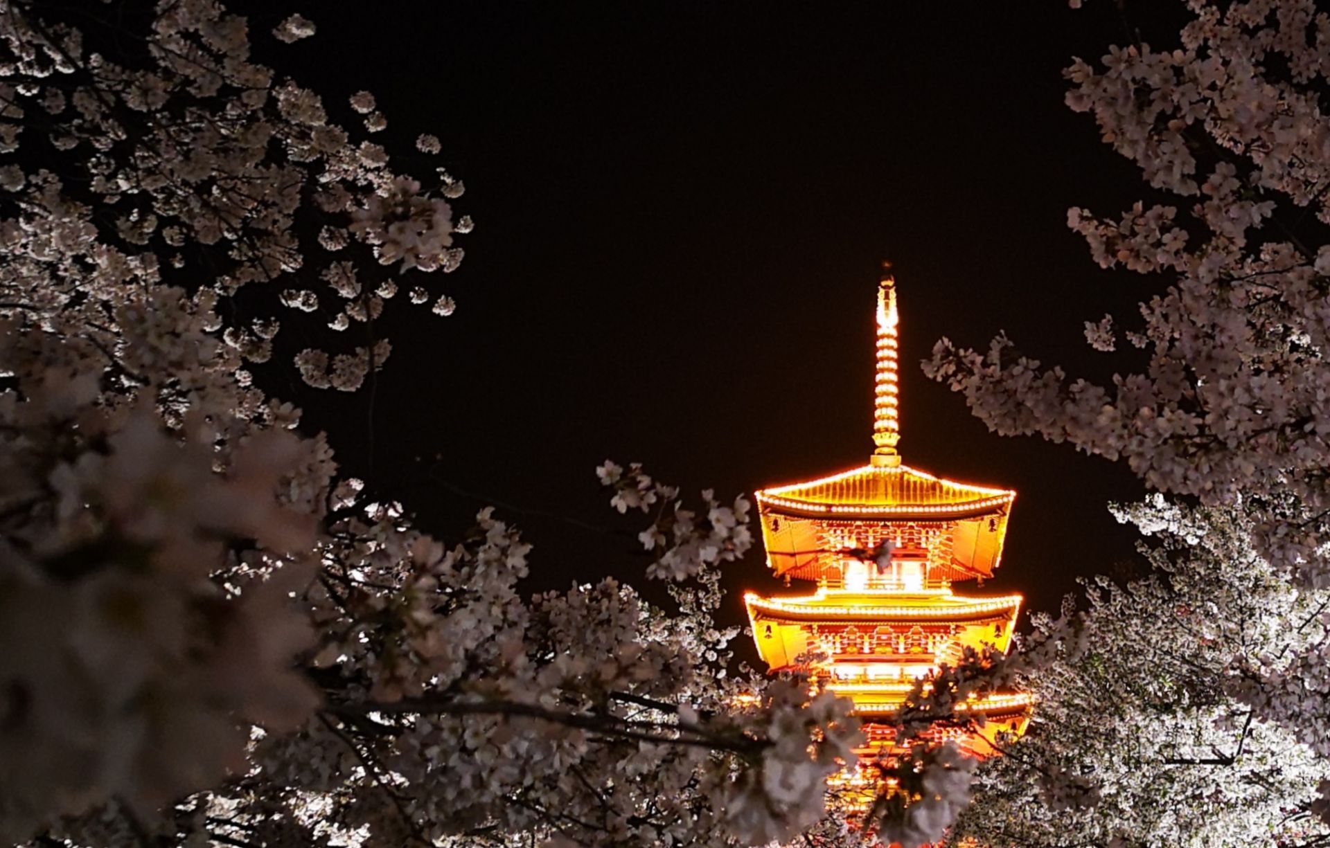 富士山,塔,樱花日本4K风景图片-千叶网