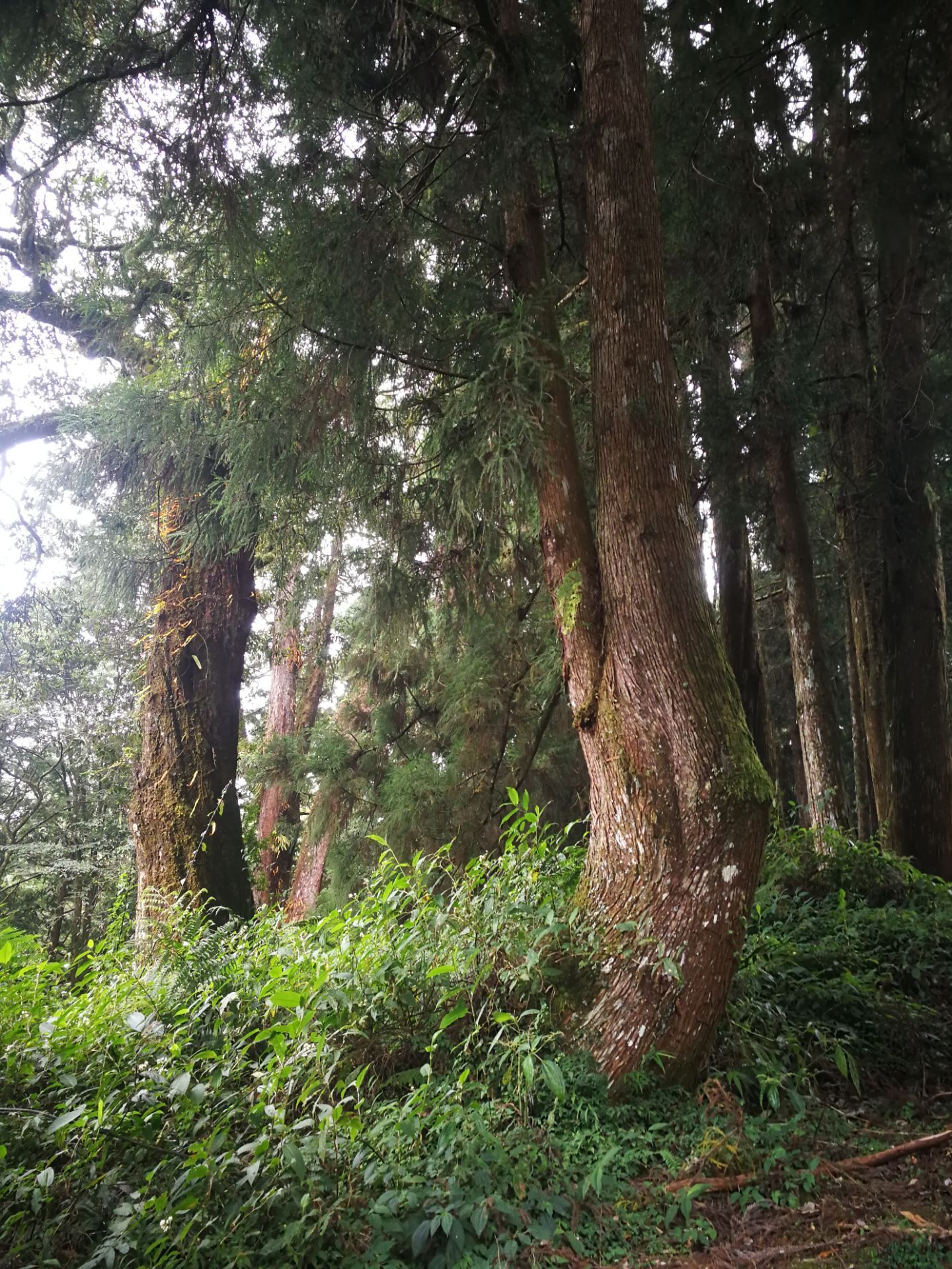 阿里山巨木群栈道图片