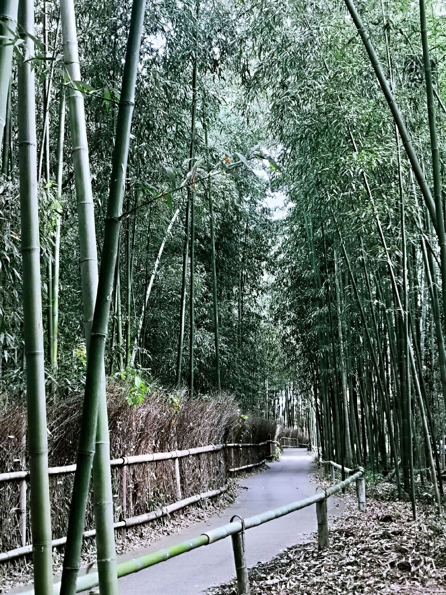 嵯峨野 竹林の道 嵐山の美しい竹の道 | 京都もよう KYOTO MOYOU