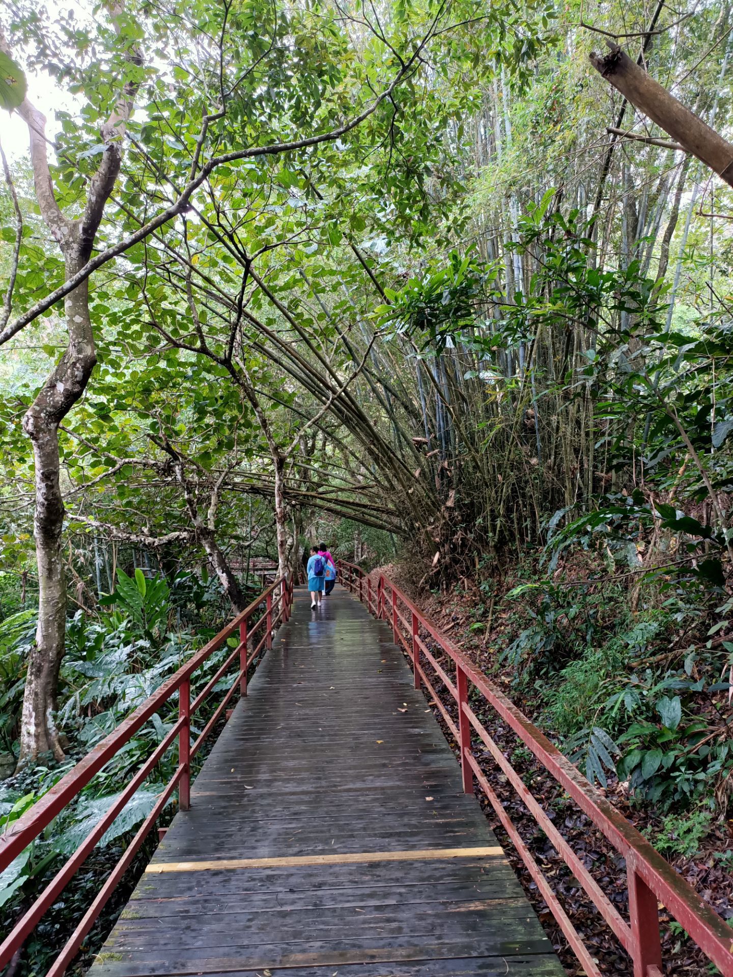 走进海南五指山风景区 畅享热带雨林“森”呼吸-宁夏新闻网