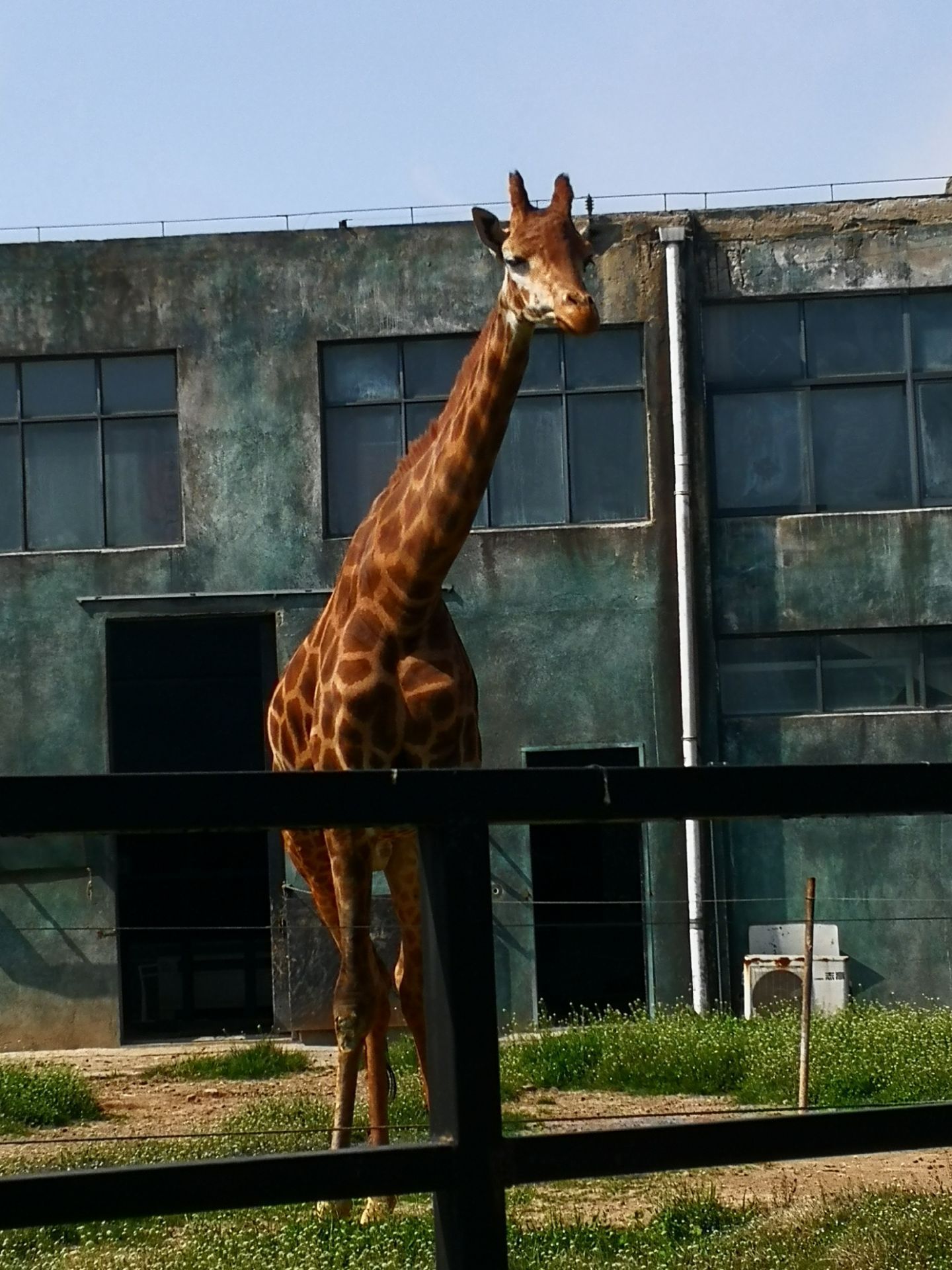 2023淮安動物園遊玩攻略,感覺動物都很餓的樣子瘦瘦的.【去哪兒攻略】