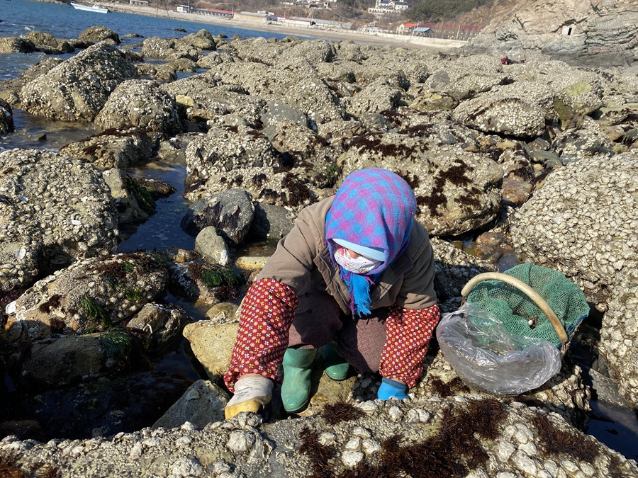 海島漁民的生活,展現最真實的漁嫂趕海,原來這東西長在石頭上!