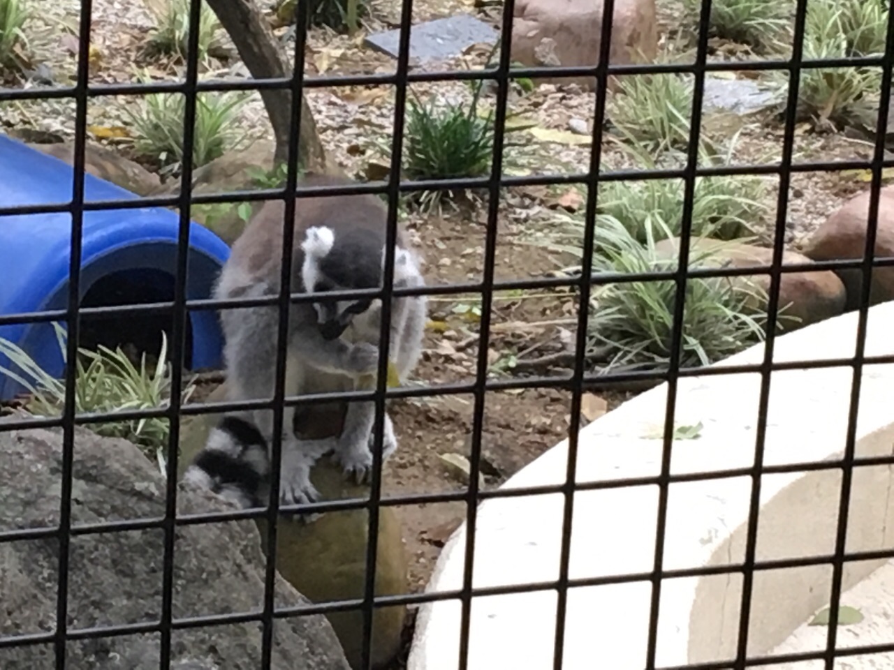 香港動植物公園