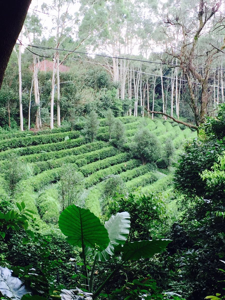 雁南飛茶田景區