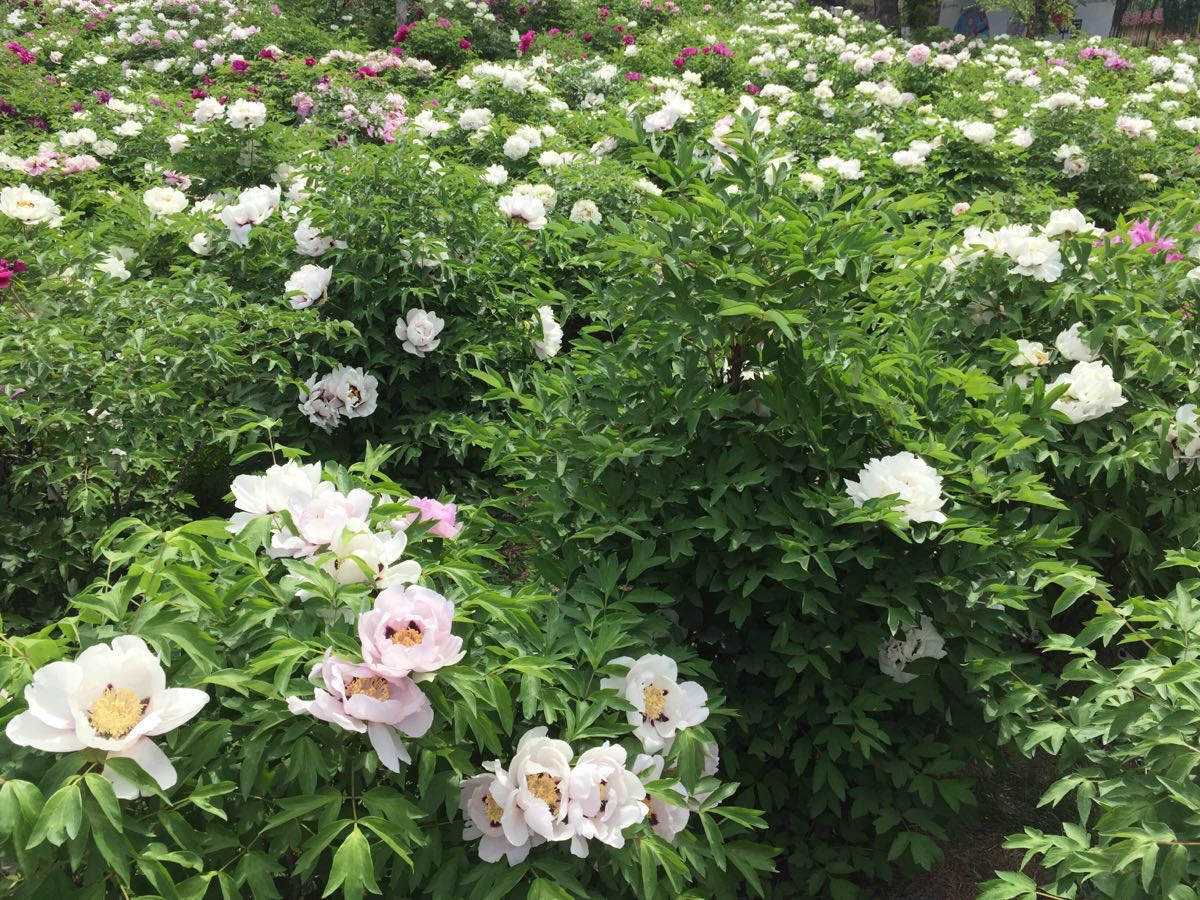 牡丹园