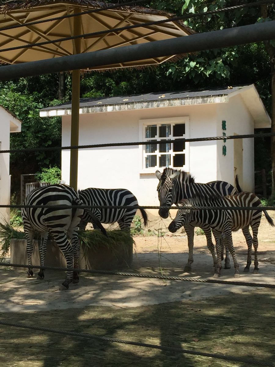 温州景山动物园一日游图片