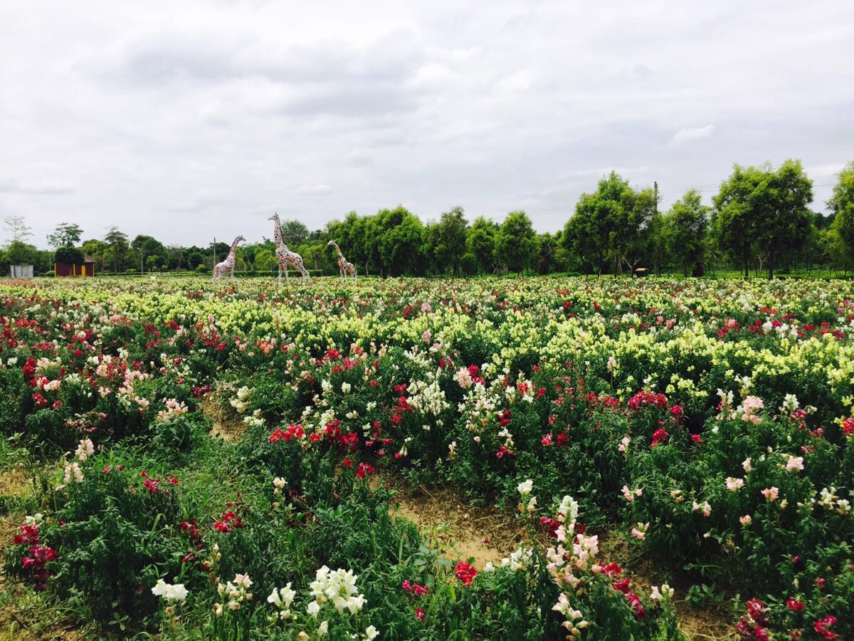 2019花都香草世界_旅游攻略_门票_地址_游记点评,花都旅游景点推荐