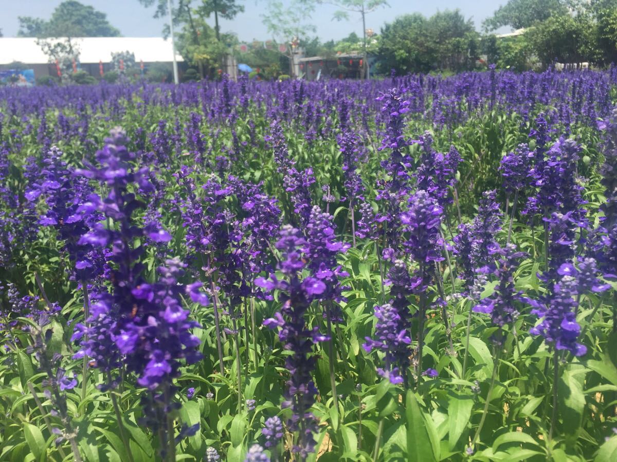 2019花都香草世界_旅游攻略_门票_地址_游记点评,花都旅游景点推荐