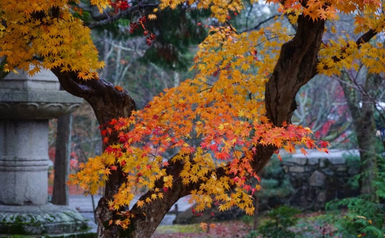 南禅寺 桜 華やかな春の彩り | 京都もよう KYOTO MOYOU