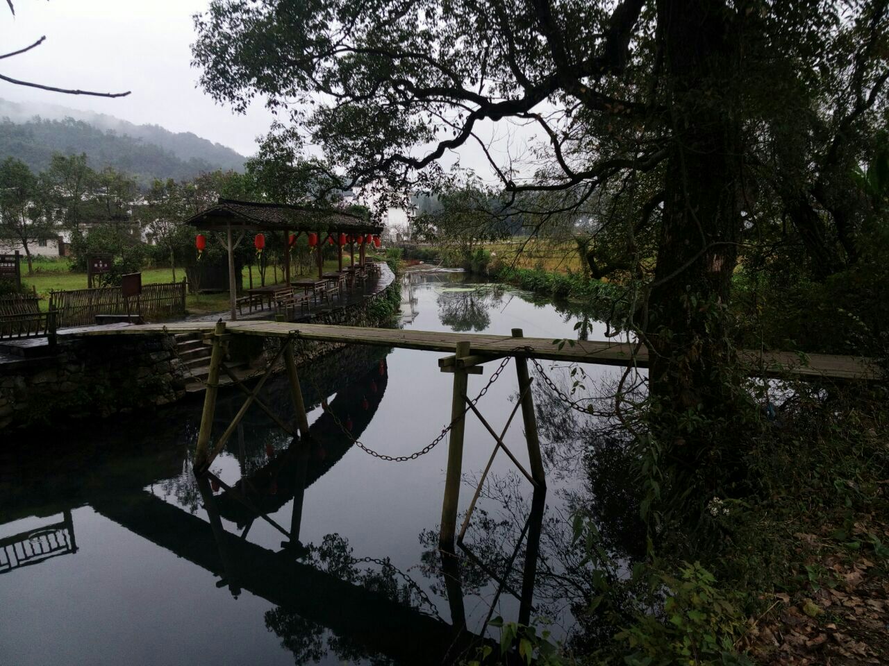 2023婺源严田游玩攻略,.枝桠已断,古樟附近全是小.【去哪儿攻略】