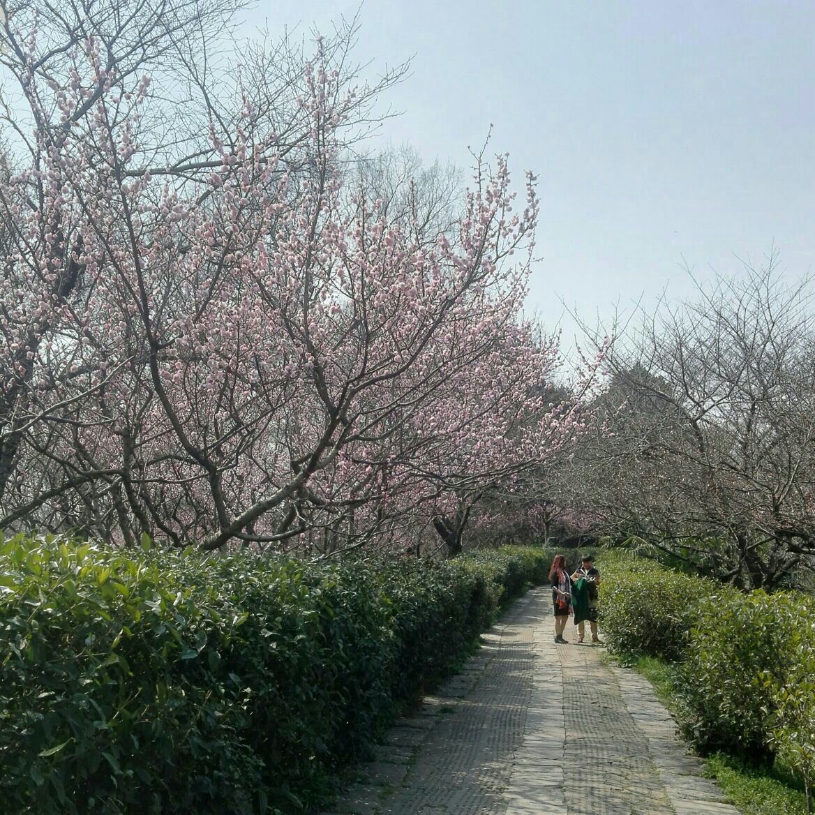 梅花山旅遊景點攻略圖