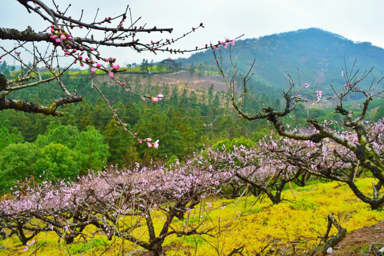 【攜程攻略】湖州長興城山溝景區景點,陽春三月,桃花盛開,機緣巧遇,去