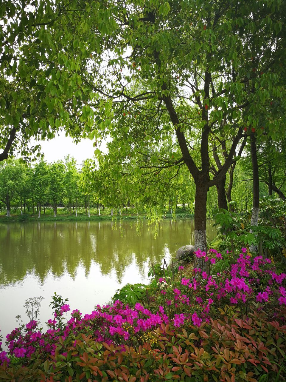 2019顾村公园_旅游攻略_门票_地址_游记点评,上海旅游景点推荐 - 去