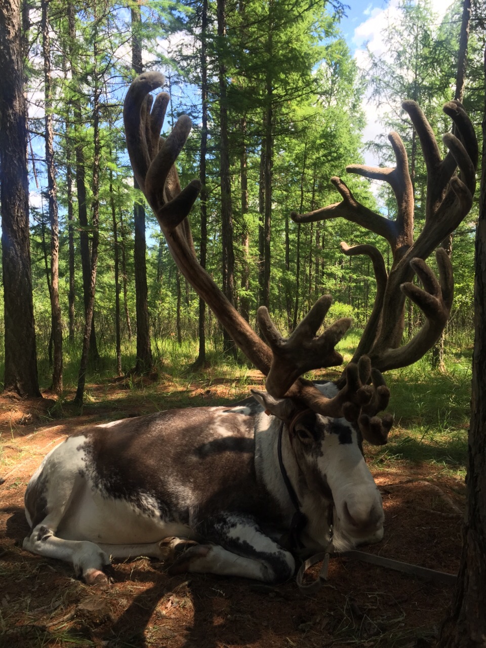 敖鲁古雅驯鹿之乡