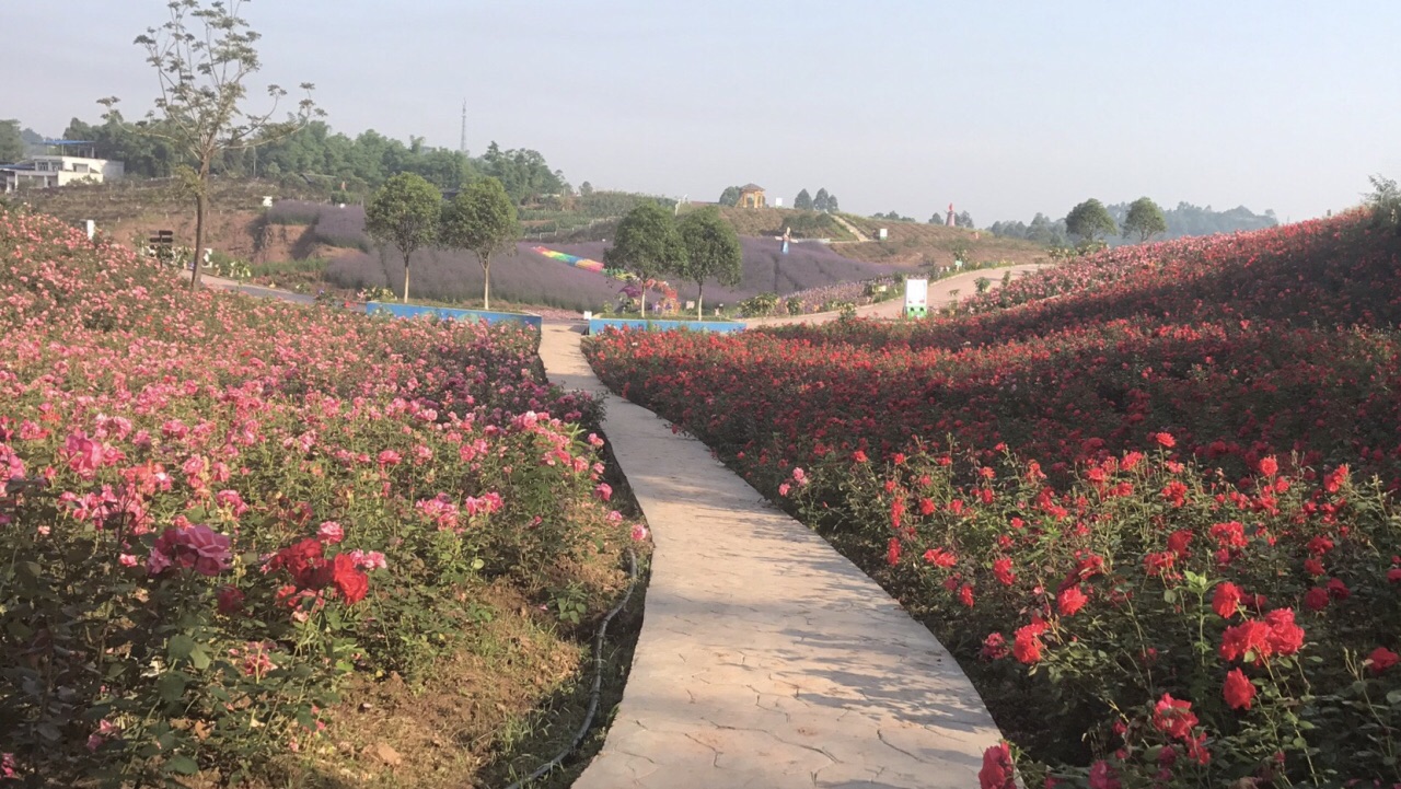 华蓥市百万玫瑰图片