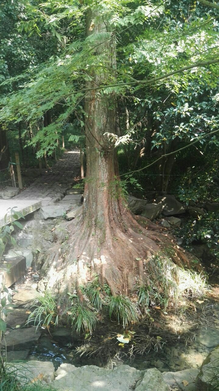 到了九溪烟树那里水很清远处看绿的发蓝有几对拍婚