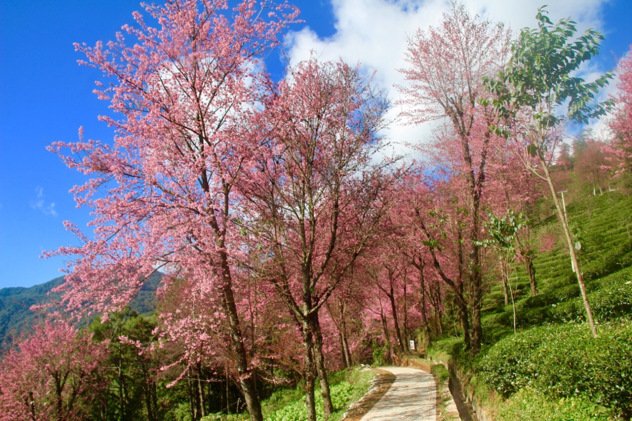 2019無量山櫻花谷_旅遊攻略_門票_地址_遊記點評,南澗旅遊景點推薦