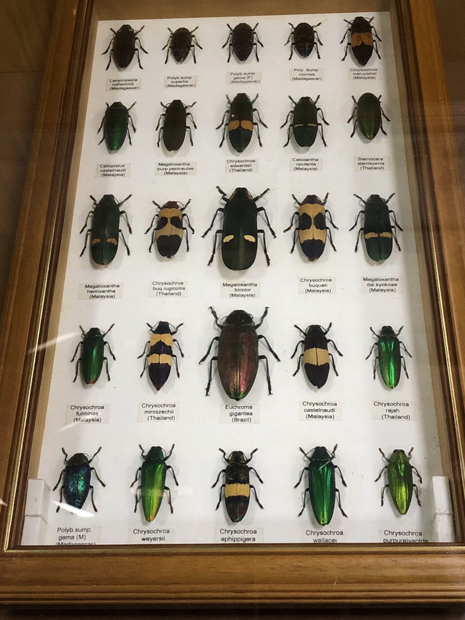 上海大自然野生昆虫馆