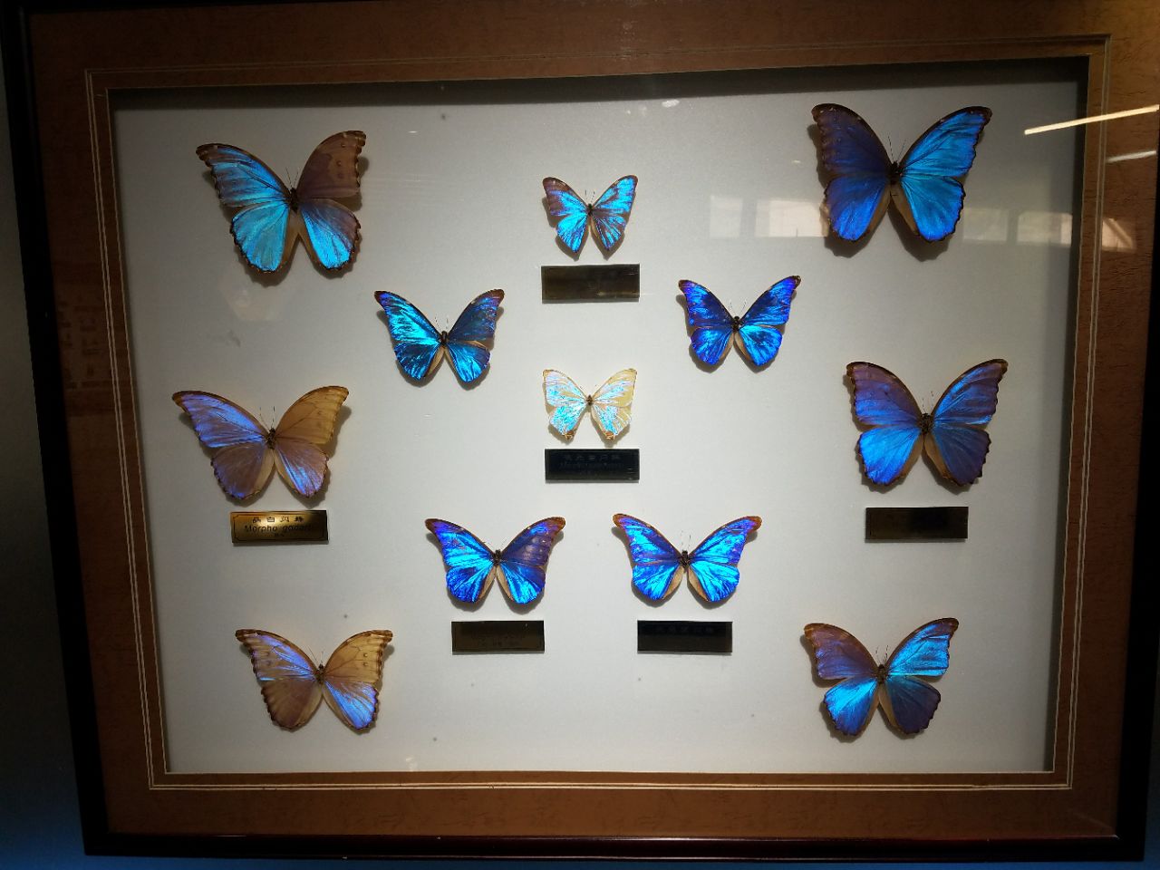 上海野生昆虫博物馆图片