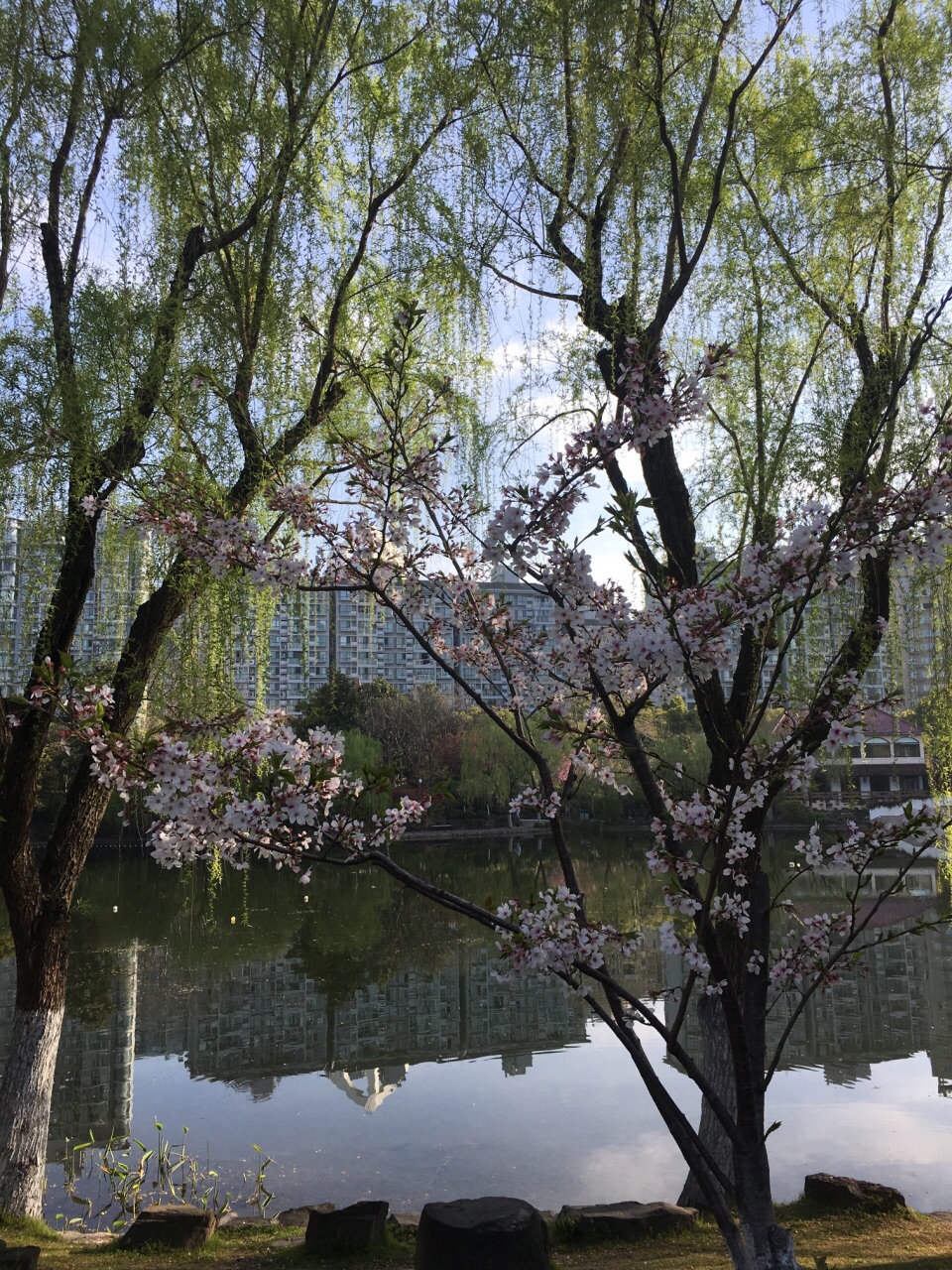 原來就住在曲陽公園附近,這裡也是常去的地方,現在家搬的有點遠,但