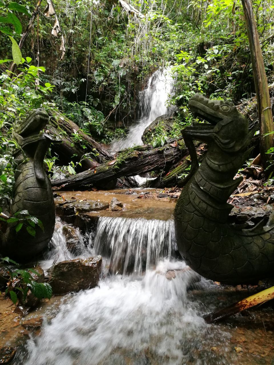 【攜程攻略】瑞麗莫里熱帶雨林景區景點,自駕游到此地遊玩,該景區為