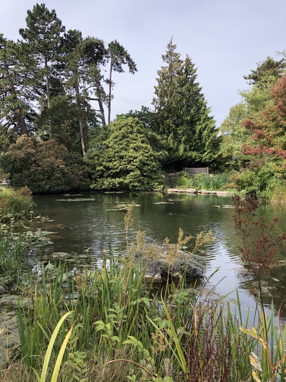 剑桥大学植物园