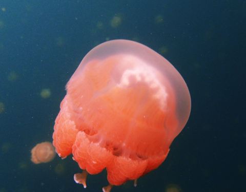 100a10000000o45bxDB00_C_480_375.jpg
