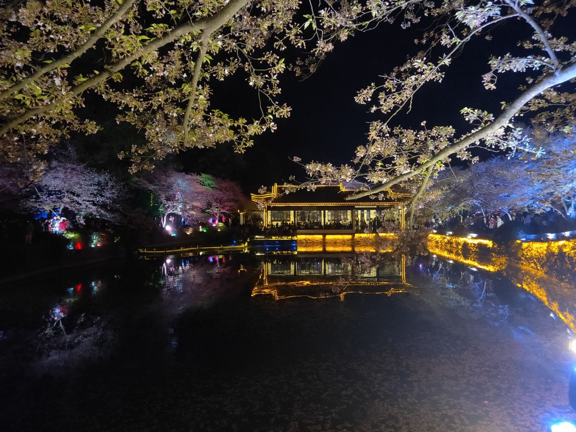 无锡太湖鼋头渚国际樱花节，夜樱成为热点|太湖|樱花节|鼋头渚_新浪新闻