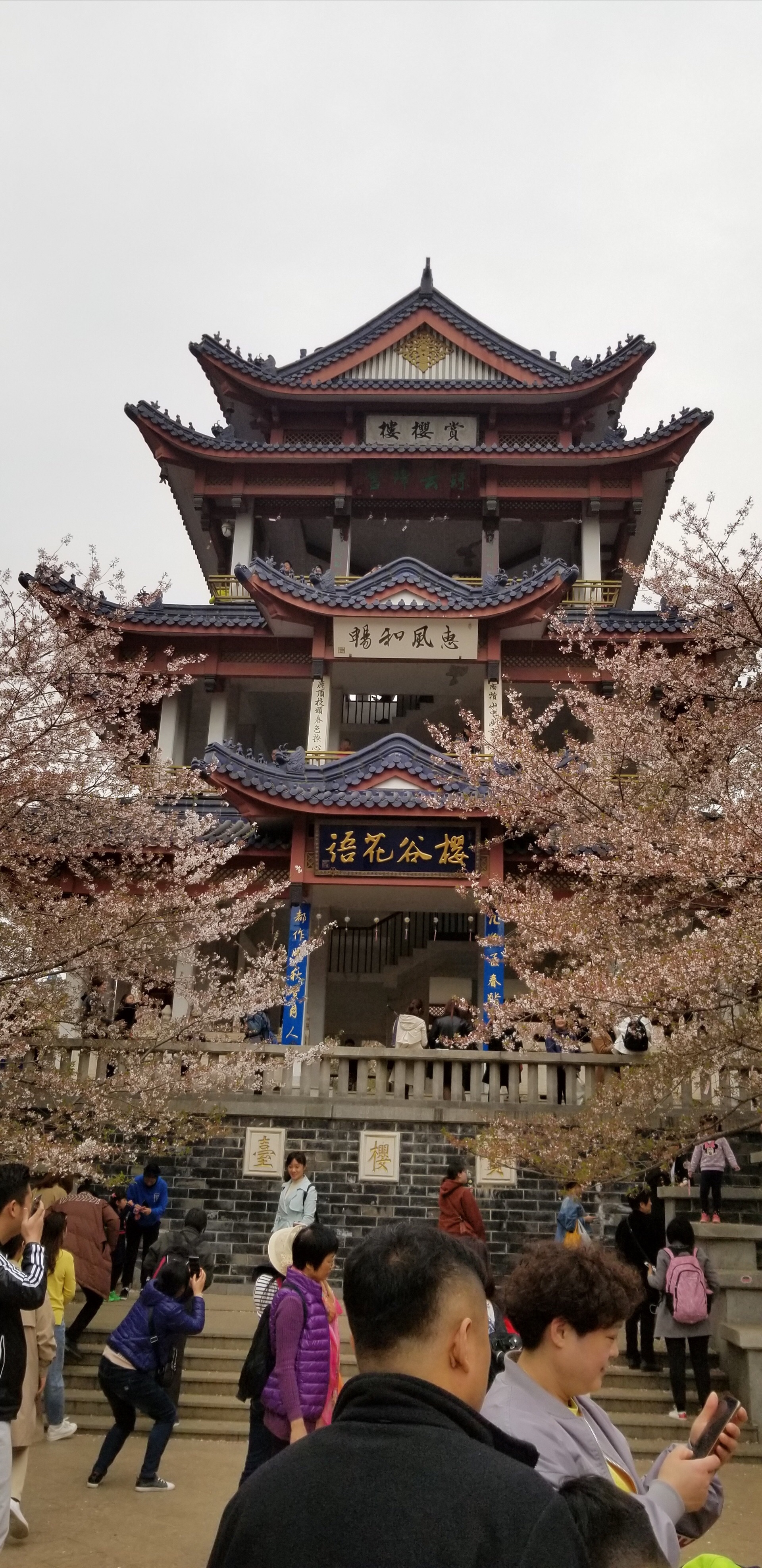 2019赏樱阁-旅游攻略-门票-地址-问答-游记点评,无锡旅游旅游景点推荐