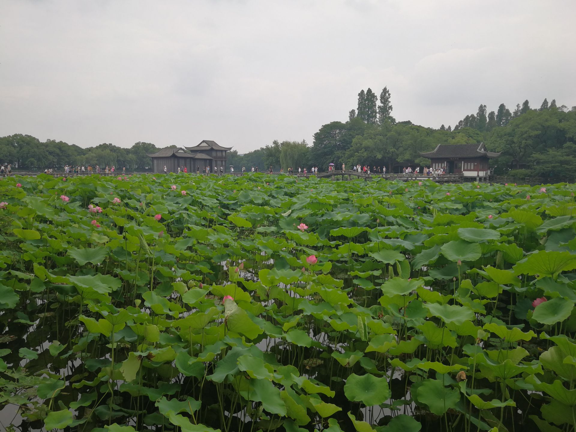 吹着西湖边的凉爽夏风,好不自在.