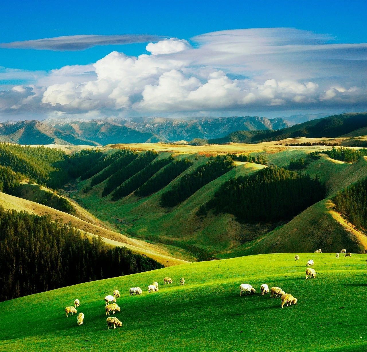 2023甘加草原游玩攻略,这些这草原非常茂盛,牛羊在.【去哪儿攻略】