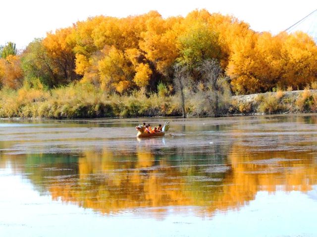世界胡杨森林公园