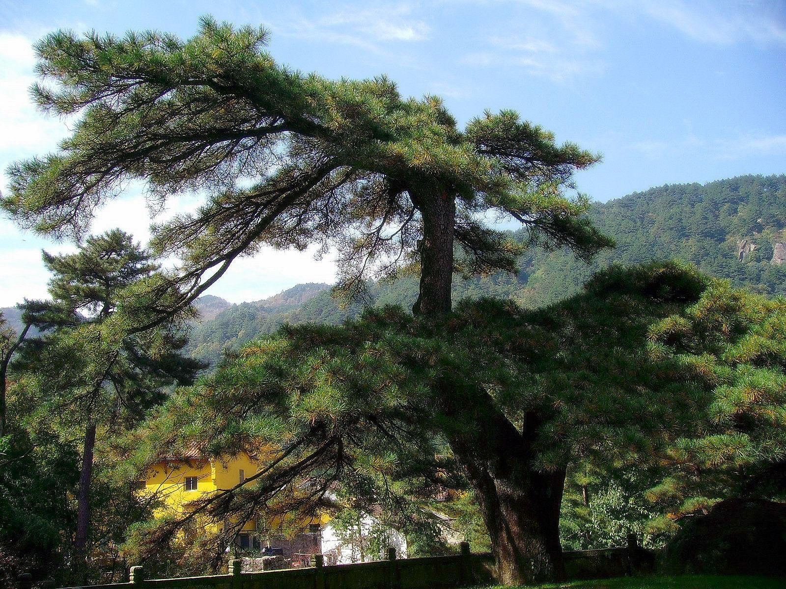 天下第一松特指九华山景区的一棵黄山松"凤凰松",这棵黄山松的外形与
