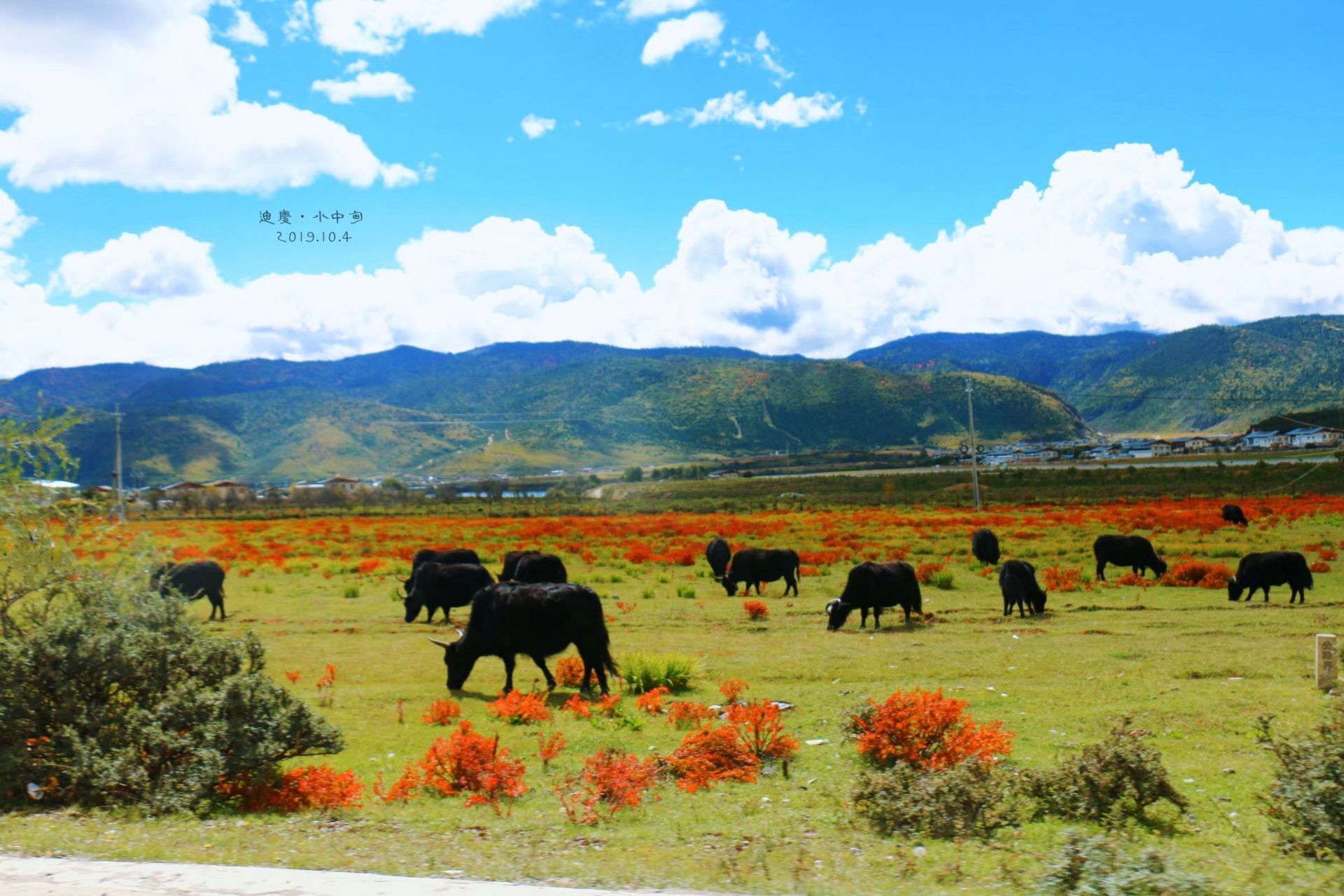 花海 云南风景摄影图__自然风景_自然景观_摄影图库_昵图网nipic.com