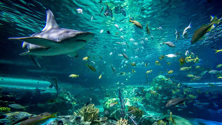 去看看 仿真南极很不错 后来才对上号里面有对有名的同样企鹅 当然没