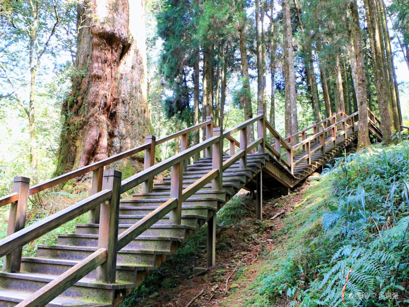 阿里山巨木群栈道图片