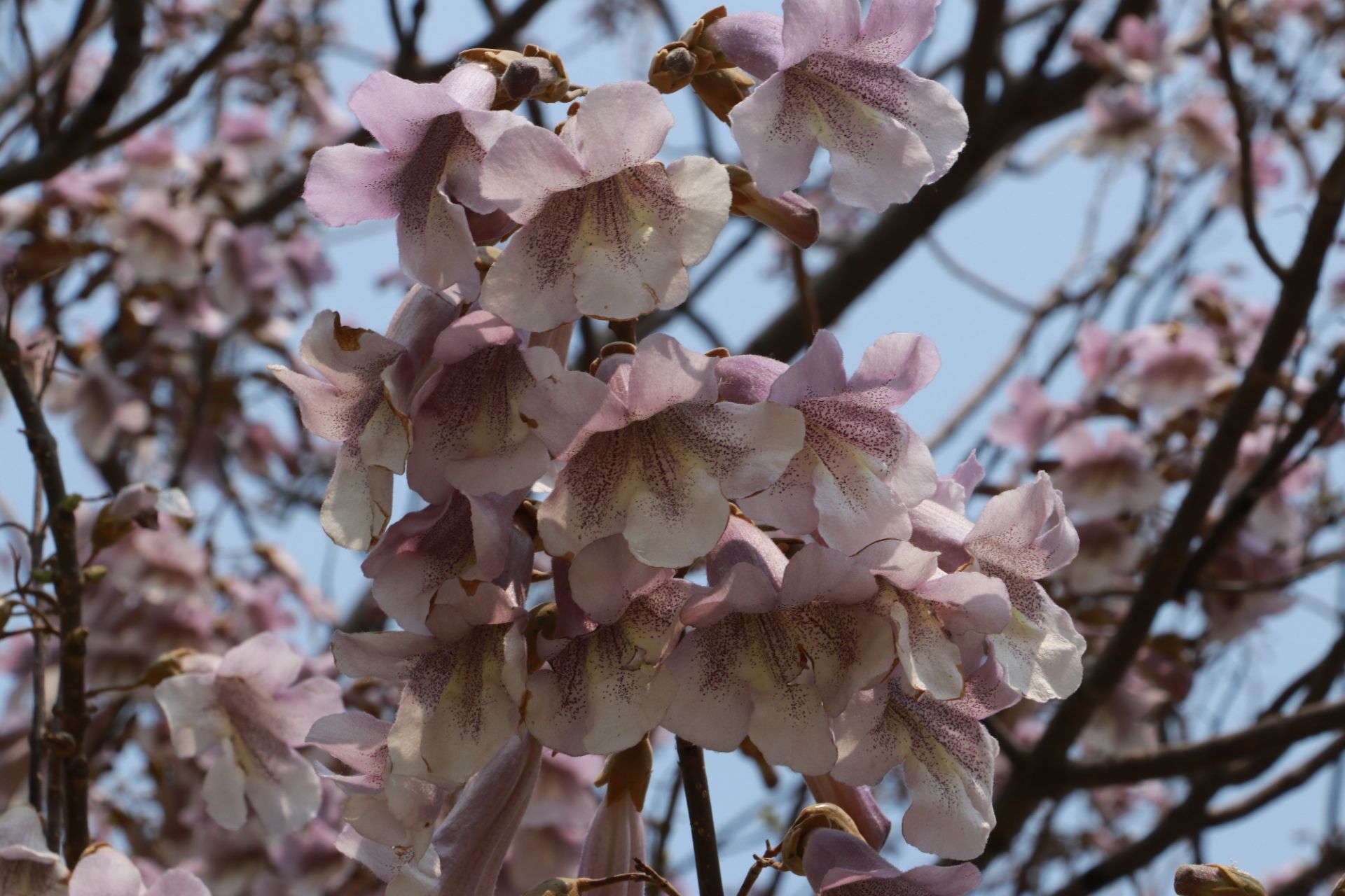 虞舜公園裡的梧桐樹開花了櫻花也全部開放了伴隨著陣陣花香漫步在小路