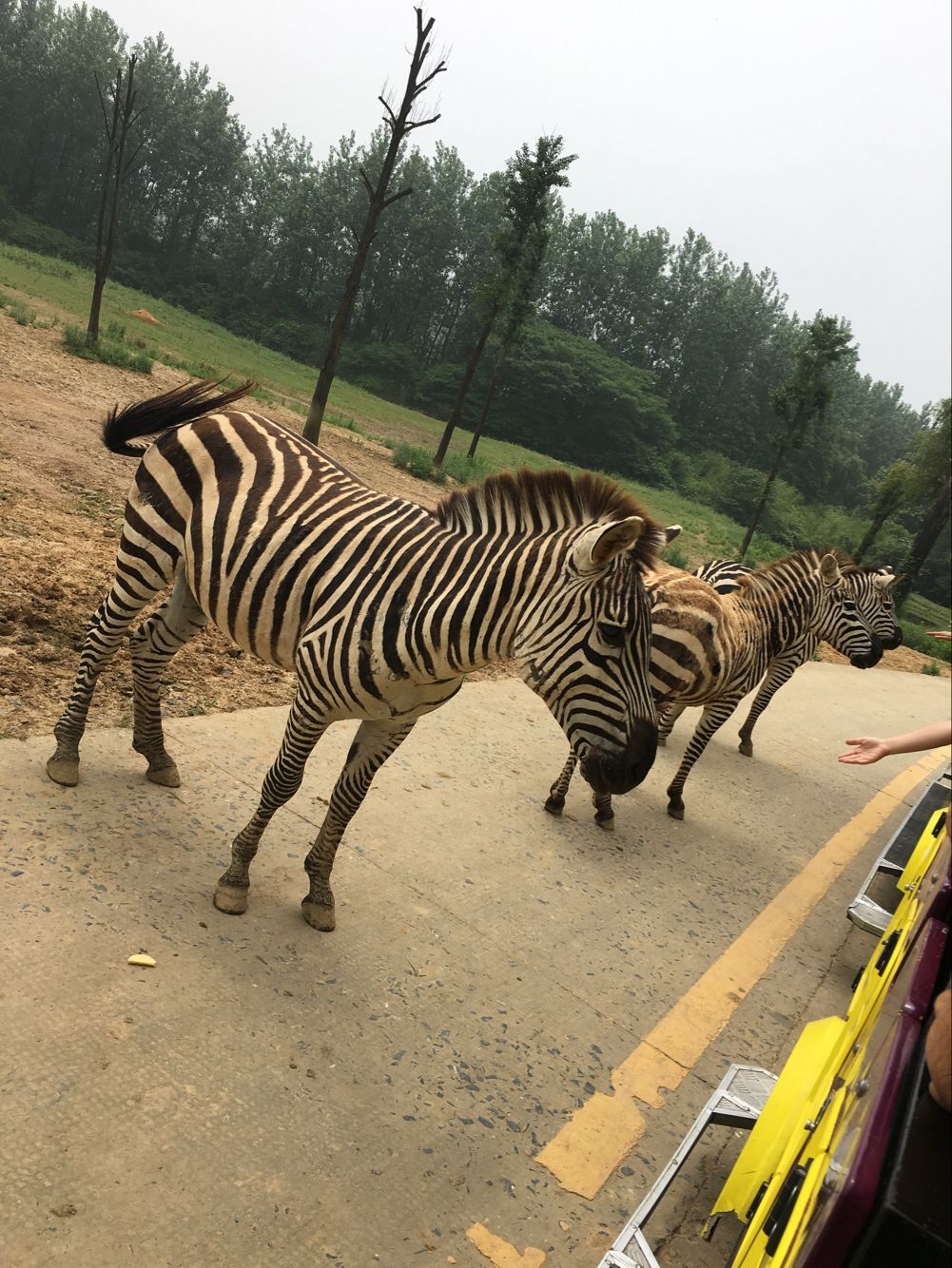 杭州野生動物園,西湖自由活動超值親子一日遊(寧波出發)