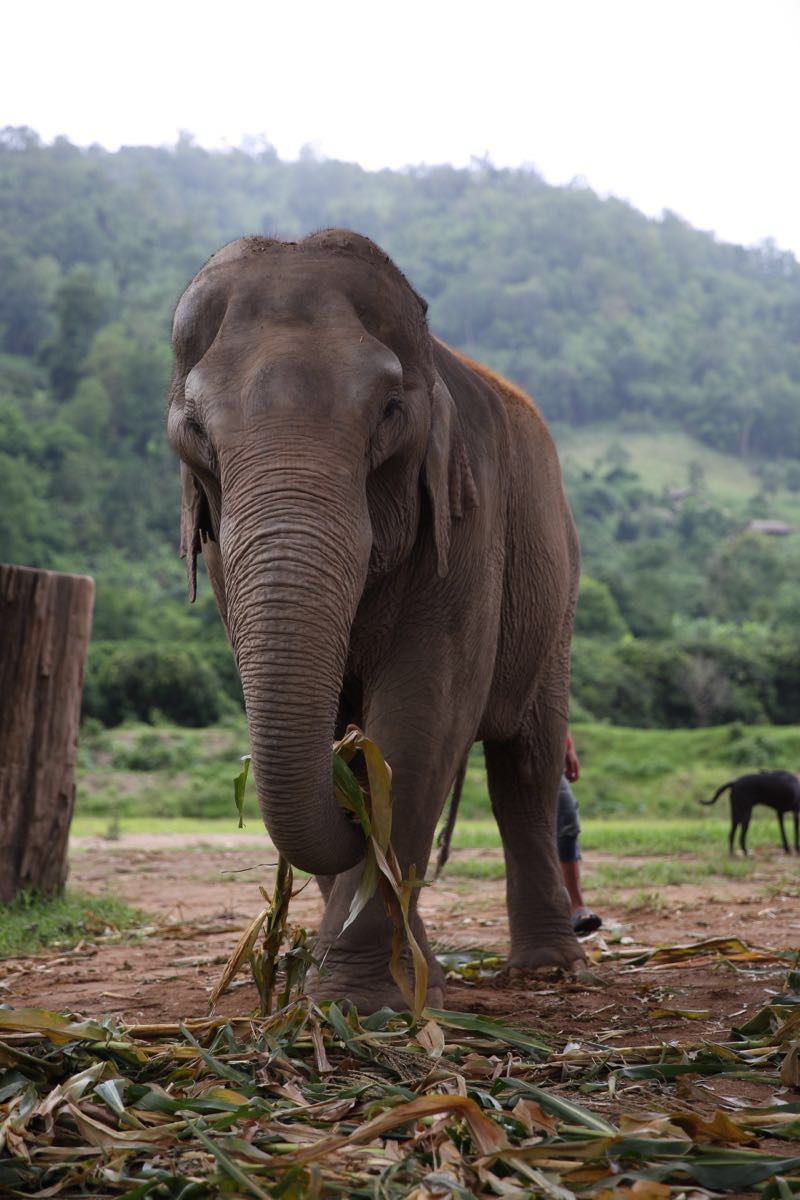 2023泰国大象自然保护公园游玩攻略,在官网预定的,2500株一人,