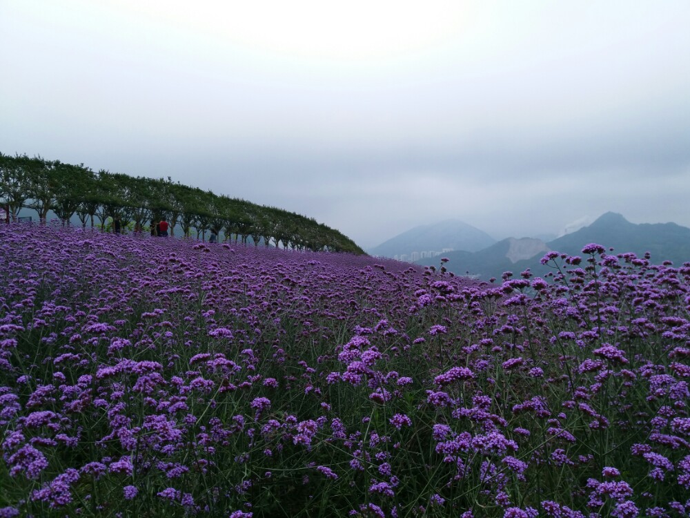 黔北花海