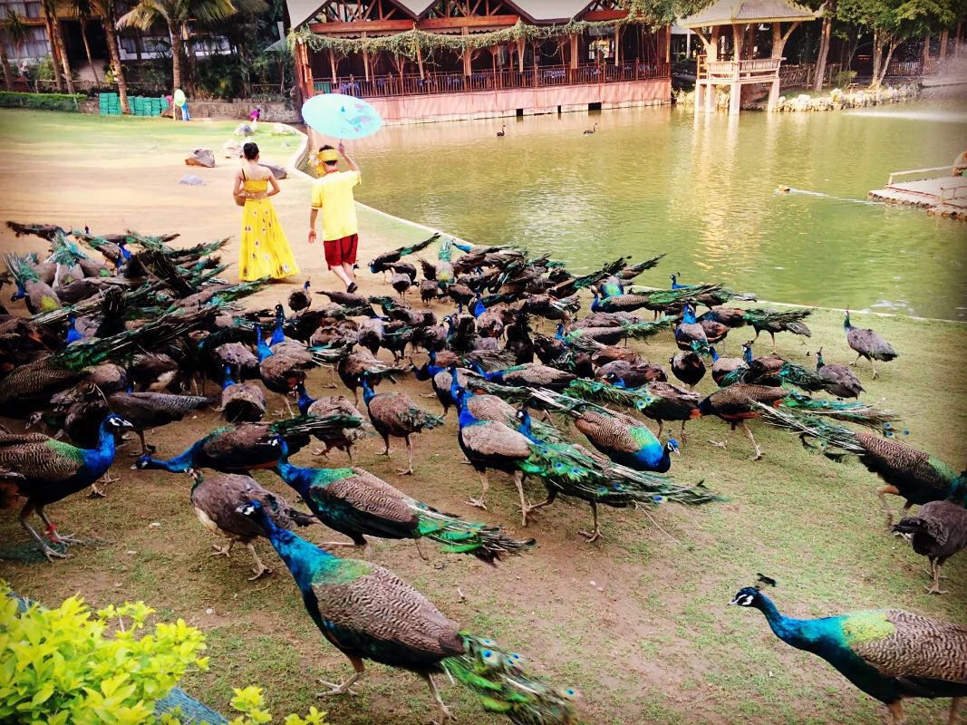 西双版纳原始森林公园