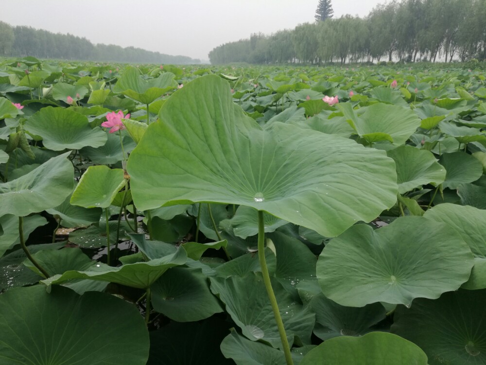 鐵嶺蓮花溼地