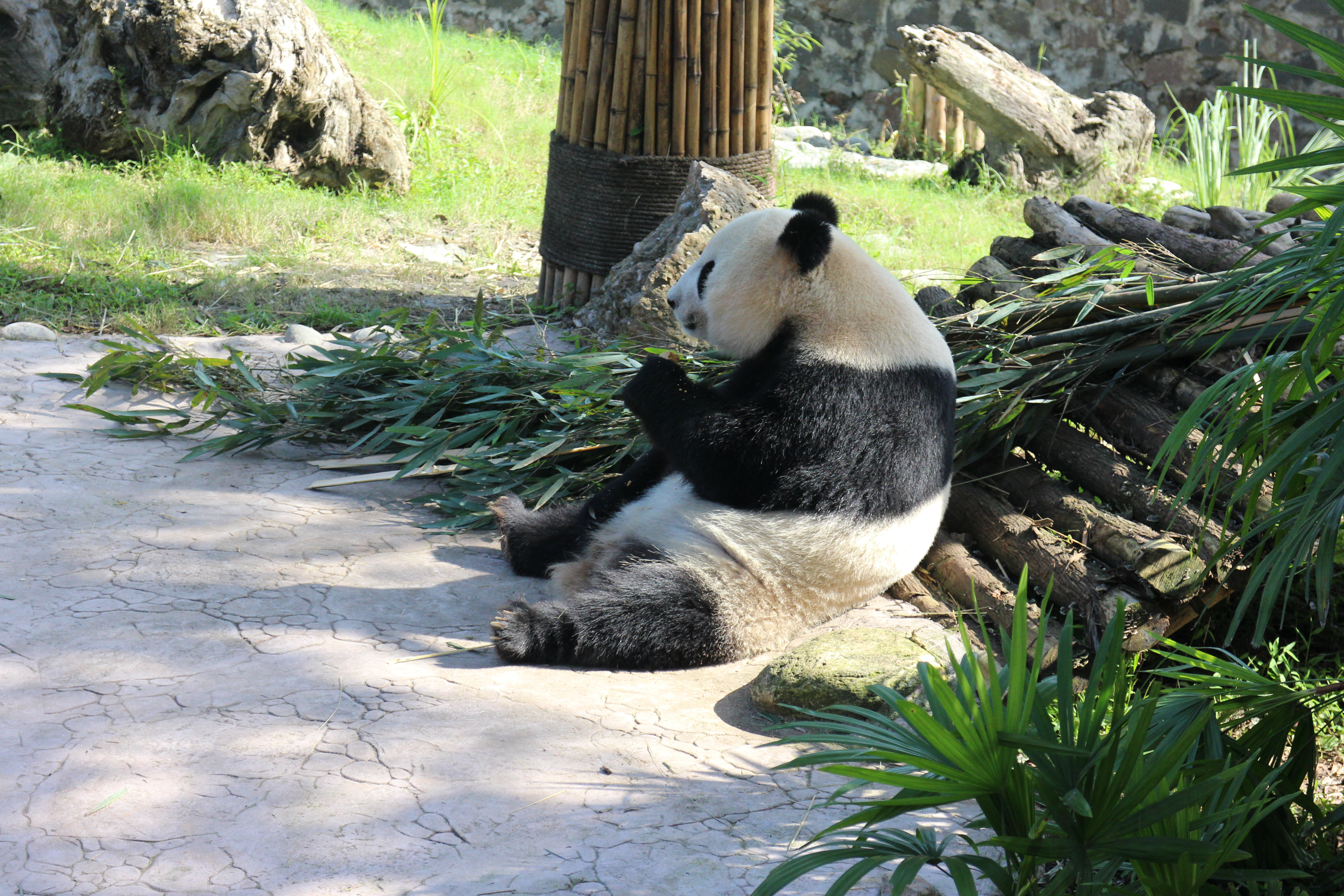 都江堰中华大熊猫苑(原熊猫乐园)
