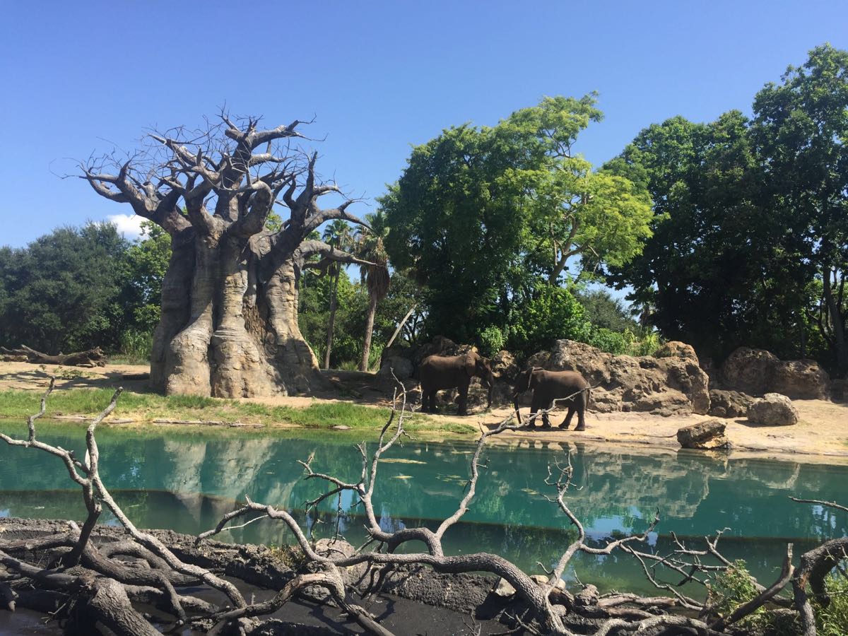 迪士尼动物王国