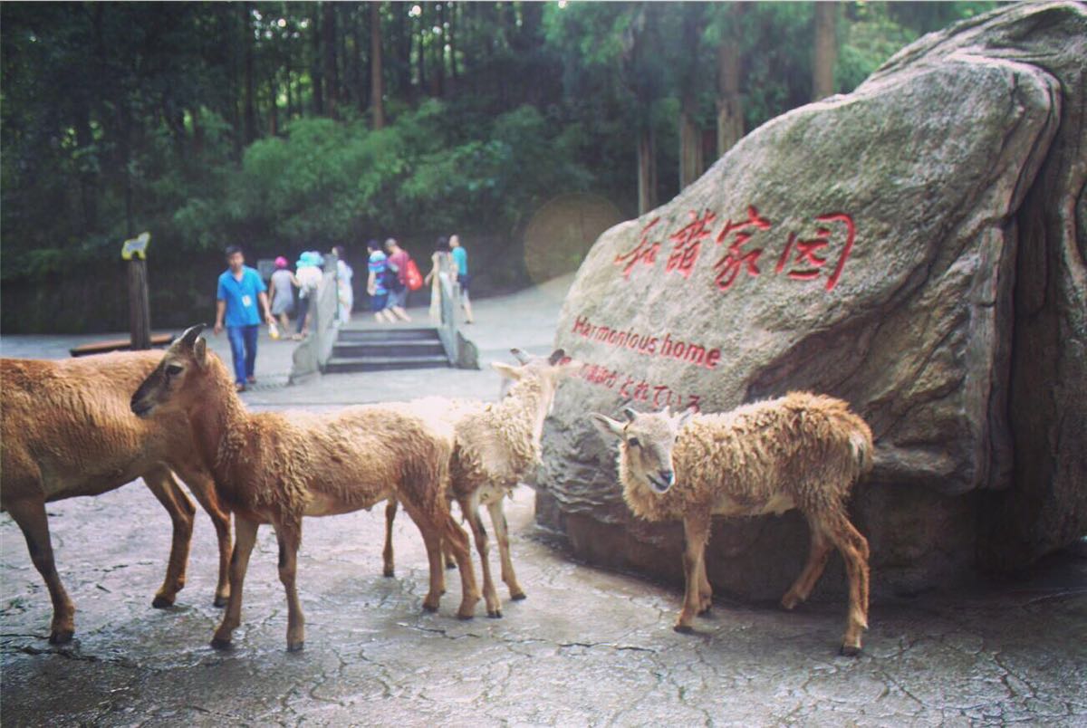 【携程攻略】雅安碧峰峡野生动物园好玩吗,雅安碧峰峡野生动物园景点