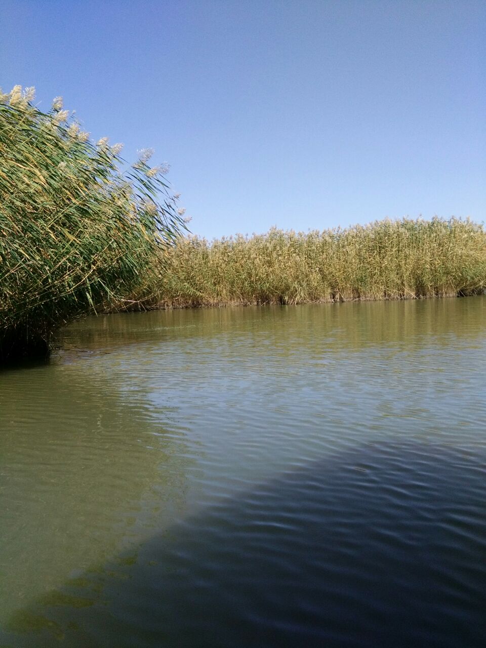 银川鸣翠湖国家湿地公园