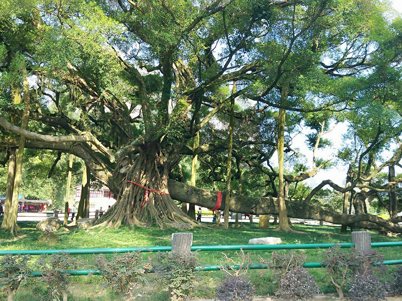 大榕树